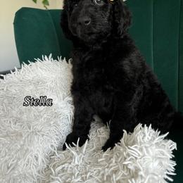 Assorted Doodle Crosses and Bernedoodle Puppies from Maria's Pups
