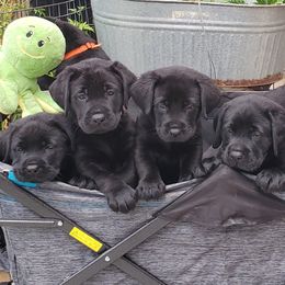 Labrador Retriever Puppies from Labs4Ever Labradors