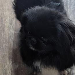 Tulip - Black female Pekingese puppy in Kingman, Arizona from Faith Harvey