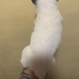 Rose - Black and white female Siberian Husky puppy in Winston, Oregon from Frozen Heart Huskies