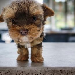 Yorkshire Terrier Puppies from Lady A's Yorkies