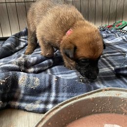 Belgian Malinois Puppies from Pyrex Kennels