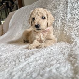 Bernedoodle Puppies from Bruce and Emma Doodles