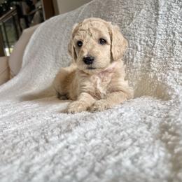 Bernedoodle Puppies from Bruce and Emma Doodles