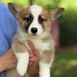 READY NOW - Sable male Pembroke Welsh Corgi puppy in Nashville, Arkansas from Whisenhunt Farms