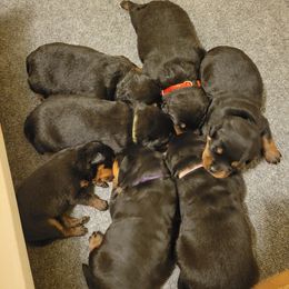 Girl 2 - female Rottweiler puppy in Snohomish, Washington from Sky Valley Rottweilers