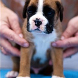 Boxer Puppies from Dizara Boxers