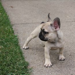 French Bulldog Puppies from Gorilla Zoo Kennels