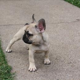 French Bulldog Puppies from Gorilla Zoo Kennels