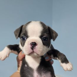 Vega - Brindle and white male Boston Terrier puppy in Columbus, Ohio from Bryn's AKC Bostons