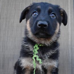 Green Girl - Black and tan female German Shepherd puppy in Grants Pass, Oregon from Granville German Shepherds