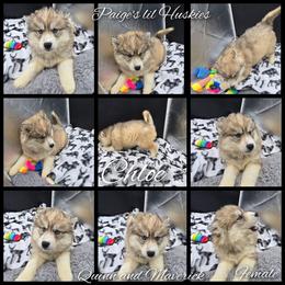 Chloe - Gray and white female Siberian Husky puppy in Bloomfield, Indiana from Paiges lil huskies