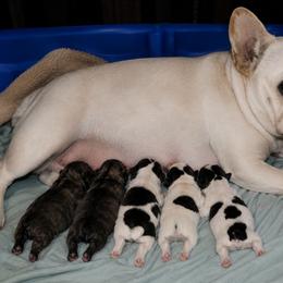 Brindle Male 2 - White and brindle male French Bulldog puppy in Cleveland, Ohio from Pleasant Valley French Bulldogs