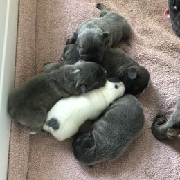 French Bulldog Puppies from Roughneck Frenchies