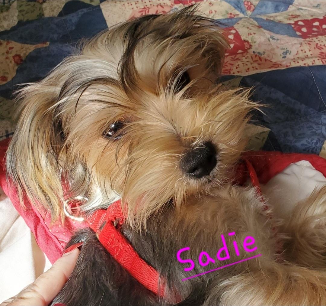 Sadie
