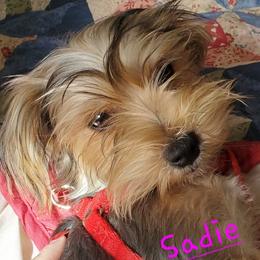 Sadie - Yorkshire Terrier