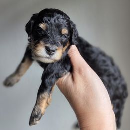 Ginger - Phantom female Goldendoodle puppy in Leander, Texas from Doodle Doula