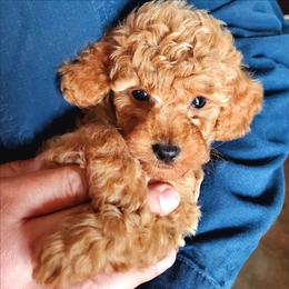 Ace- Red AKC Mini-Oversized Toy - Red  male Poodle puppy in Falcon, Missouri from Cedar House Heritage Poodles | AKC Toy & Miniature Poodle Puppies Raised in Home