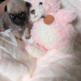 Pug Puppies from Swift Pigd