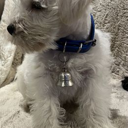 Hokie - Wheaten male Miniature Schnauzer puppy in Port Orchard, Washington from Silver Bells Miniature Schnauzers