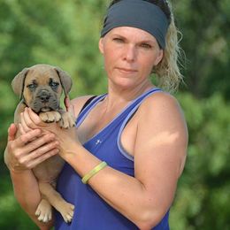 Cane Corso Puppies from Worldwide Cane Corso