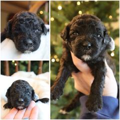 Dark chocolate - Brown female Whoodle puppy in Smallett, Missouri from Leshas Whoodles