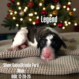 Legend - Parti male Poodle puppy in Denton, Maryland from Cajun Girl Kennels