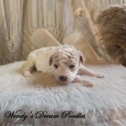 Light Apricot and Cream Boy - Parti male Poodle puppy in Norman, Indiana from Wendy's Poodles