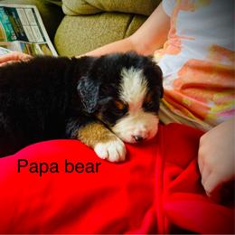 Papa Bear OFA - Black rust and white male Bernese Mountain Dog puppy in Strasburg, Ohio from Lois Allison