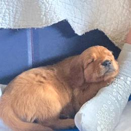 Golden Retriever puppies from Mount Hood Golden Retrievers