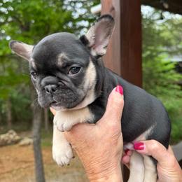 Green collar boy - Black and tan male French Bulldog puppy in Golden, Missouri from Baxa Frenchie’s