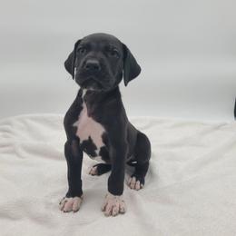 Hook - Black male Great Dane puppy in Kannapolis, North Carolina from Carolina Great Danes & Toy Poodles