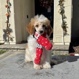 Girl 1 - Parti female Poodle puppy in San Diego, California from Goldendoodles & Poodles of San Diego