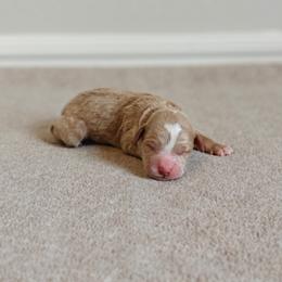 Red Girl - Cream female Goldendoodle puppy in Guthrie, Oklahoma from Edmond Doodles, LLC