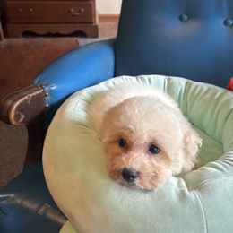 Purple - White male Bichon Frise puppy in Danville, Illinois from Whitecreek