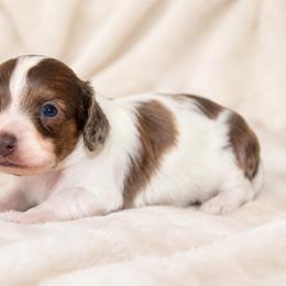 Ozzy - Piebald male Dachshund puppy in Bartlett, Illinois from Dachshundsnextdoor