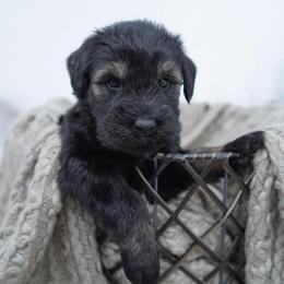 Cranberry - Pepper and salt female Giant Schnauzer puppy in Collinsville, Mississippi from Hillside Kennels