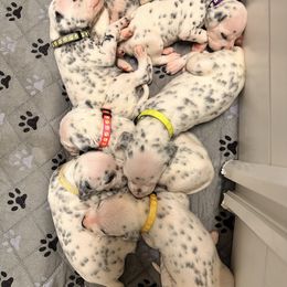 1st pick female - White and black female Dalmatian puppy in Arlington, Texas from Bri’s Spot Garden - Glasscock Dalmatians