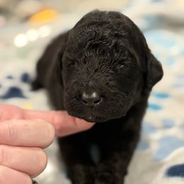 Goldendoodle and Poodle Puppies from Southern Stroll Poodles & Doodles