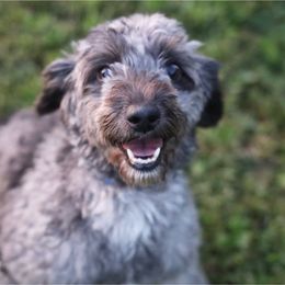 Ziggy - Aussiedoodle