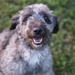 Ziggy - Aussiedoodle