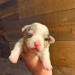 Ivy - Bluie Merle - Blue merle and white female American Corgi puppy in Anderson, California from Flying K Corgis