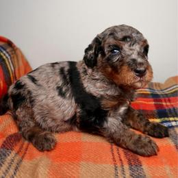 Bear - Merle male Bernedoodle puppy in Bowling Green, Ohio from Windy Creek Doodles
