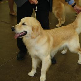 Golden Retriever All Grown Up from Darby Hill Goldens