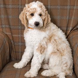 Lake - Parti male Goldendoodle puppy in Idaho Falls, Idaho from High Quality Goldendoodles