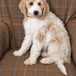 Lake - Parti male Goldendoodle puppy in Idaho Falls, Idaho from High Quality Goldendoodles