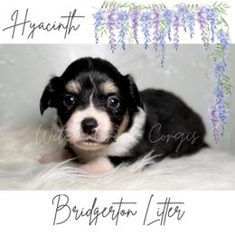 Hyacinth- Fluffy - Black and white female American Corgi puppy in Greenwood, Indiana from Witch Creek Corgis