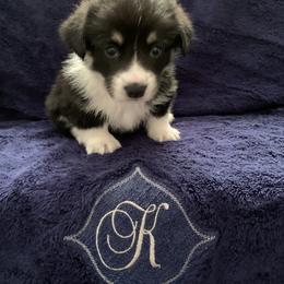Pembroke Welsh Corgi Puppies from Kenyon Pembroke Welsh Corgis