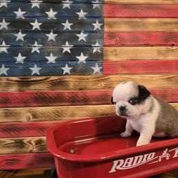 Girl 4 (panda) - Fawn female Pug puppy in Auburn, Kentucky from Prentice Family Pugs