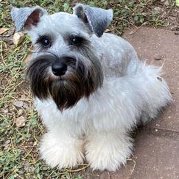 Sheza - Salt and pepper female Miniature Schnauzer puppy in San Antonio, Texas from Texas Blessed Schnauzers